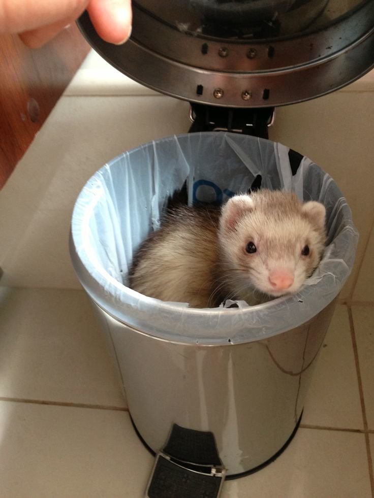 A ferret sitting in a metal trash can
