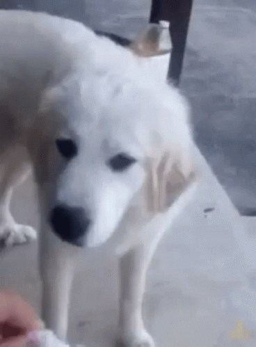 disgusted-dog.gif.872c4fdac70be7d666915f7a93eee30a.gif