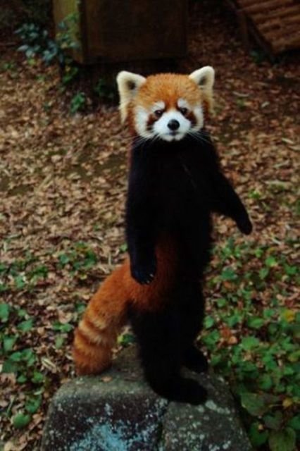 A red panda stands tall and looks at the camera