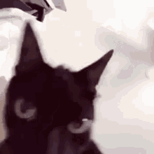 cat-shaking-head-funny-cat-face.gif.d37cce86c70199fef72c520db5bd9333.gif