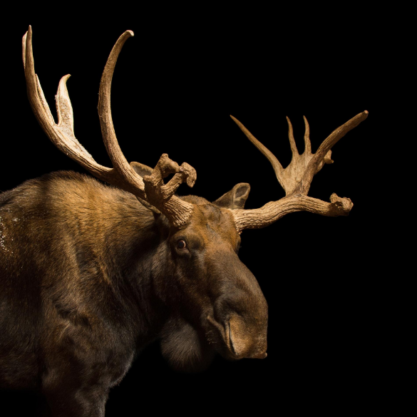 moose.png.00bc0fad3d262b8490ecf2e373b2d928.png