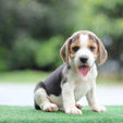 BabyBeagle